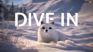 AnimationXpress – Dive In (Arctic Fox)
